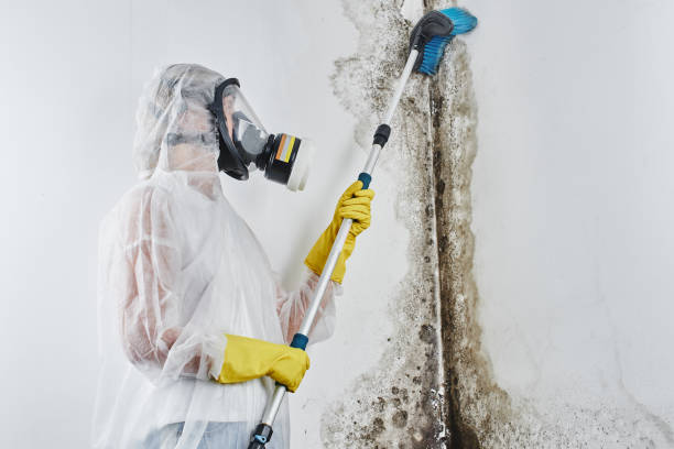 Best Mold Testing  in Pitcairn, PA