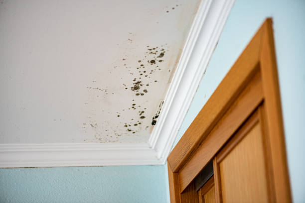 Best Mold Removal and Inspection  in Pitcairn, PA