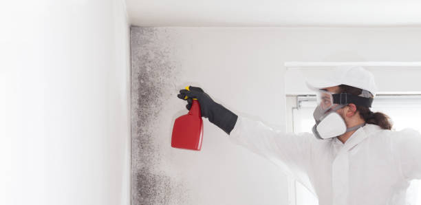 Best Black Mold Removal  in Pitcairn, PA