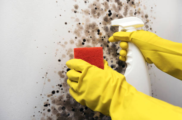 Best Fast Mold Removal  in Pitcairn, PA
