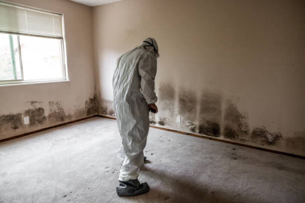 Mold Removal and Inspection in Pitcairn, PA