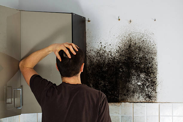 Best Emergency Mold Removal  in Pitcairn, PA